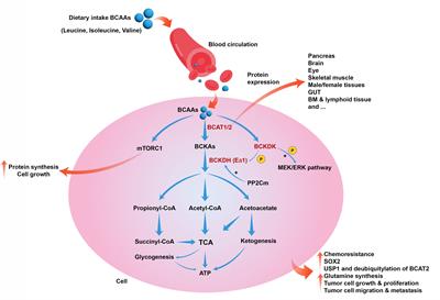 Branched-chain amino acids catabolism and cancer progression: focus on therapeutic interventions